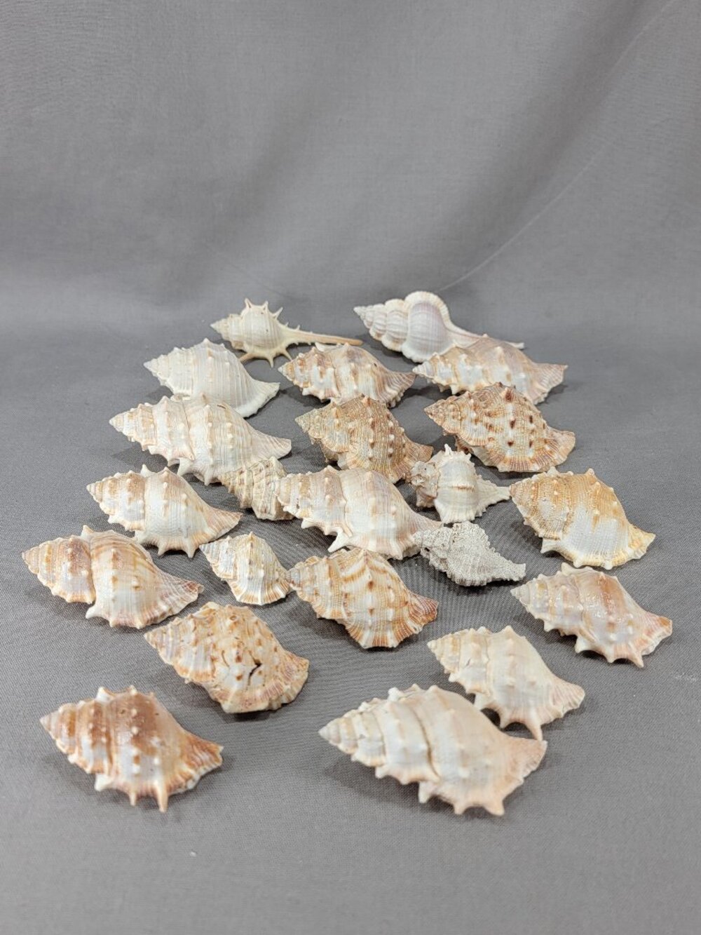 Murex Spiny Frog Shell Seashell Mixed Lot 22 Beach Coastal Decor Craft Shells